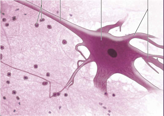 <p>(giant multipolar) neuron</p>