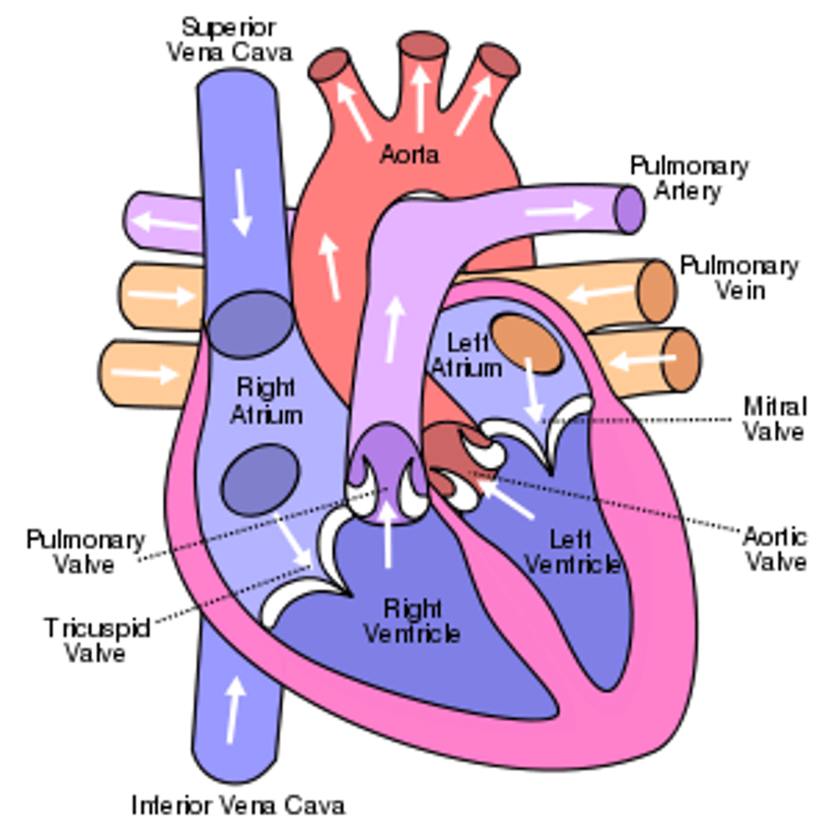 <p>As the left ventricle needs to pump blood the furthest distance and at the greatest pressure - its walls are thickest. The right ventricle only deals with blood going to the lungs, so its walls are thinner.</p>