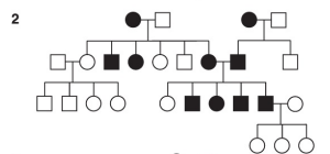 <p>What is pedigree #2 ?</p>