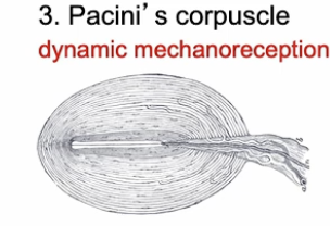 <p>Dynamic mechanoreception that detects accelerations and decelerations when in motion, and send that information back to the brain</p>