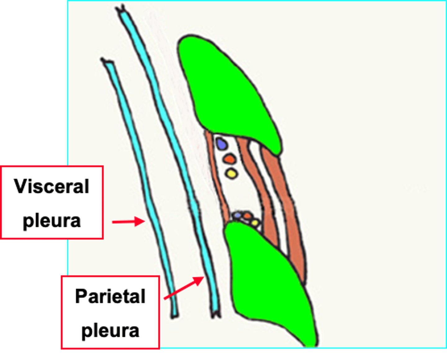 <p>Visceral: covers surface of lungs. </p><p>Parietal: lines pulmonary cavities (inside of ribcage). </p><p>They are continuous with each other.</p>