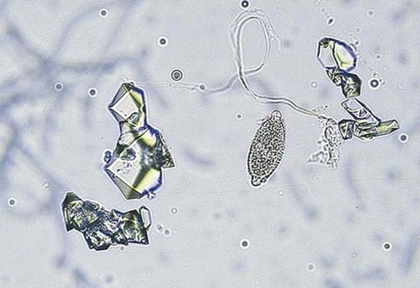 <p>bladder worm</p>