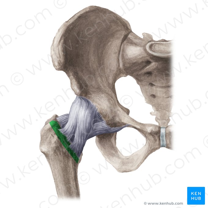 <p>Origin: vastus medialis (partial)</p>