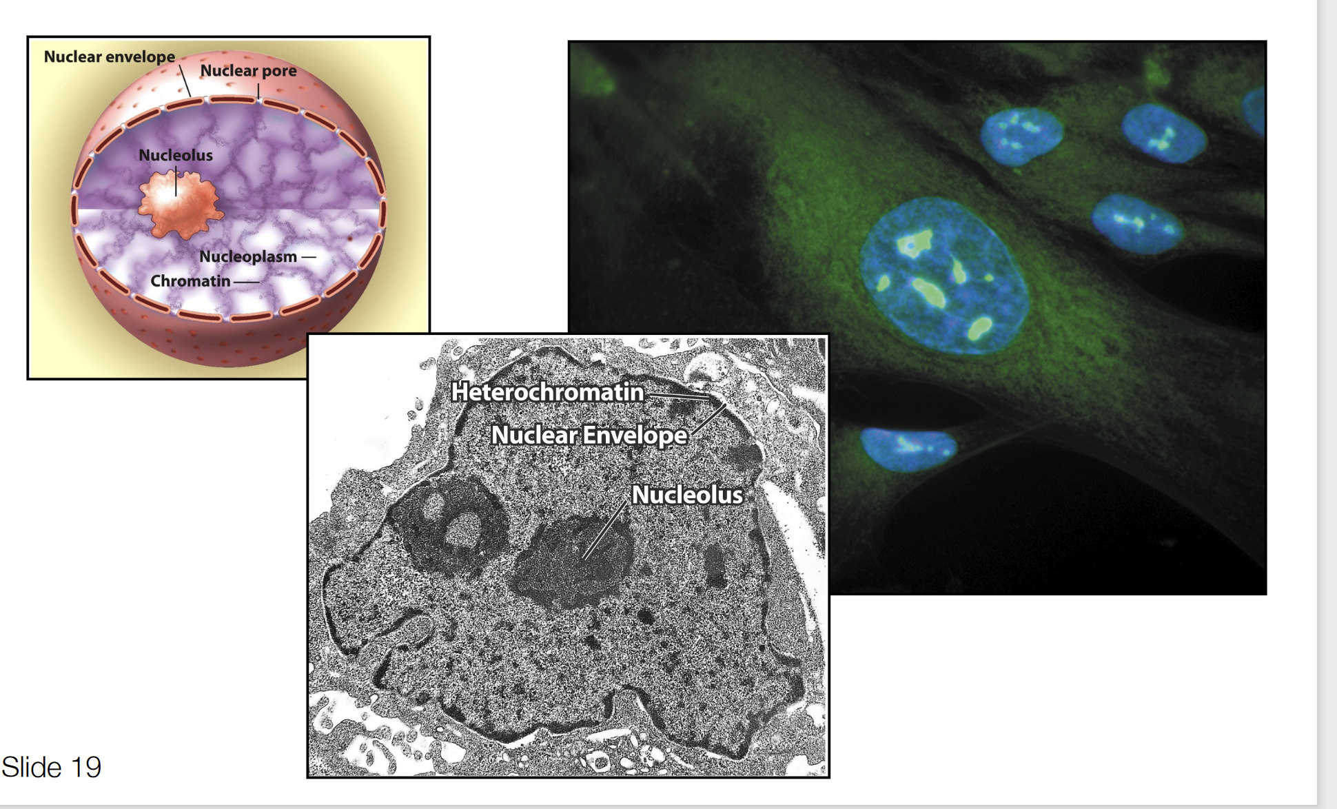 <p>A nuclear sub-component where most of the cell’s rRNA is synthesized.</p><p><strong>Largest </strong>structure inside the nucleus of eukaryotic cells. Primary function is <strong>biosynthesis of ribosomes</strong>.</p><p><strong>KNOW FOR EXAM!!!!!!!!!</strong></p>