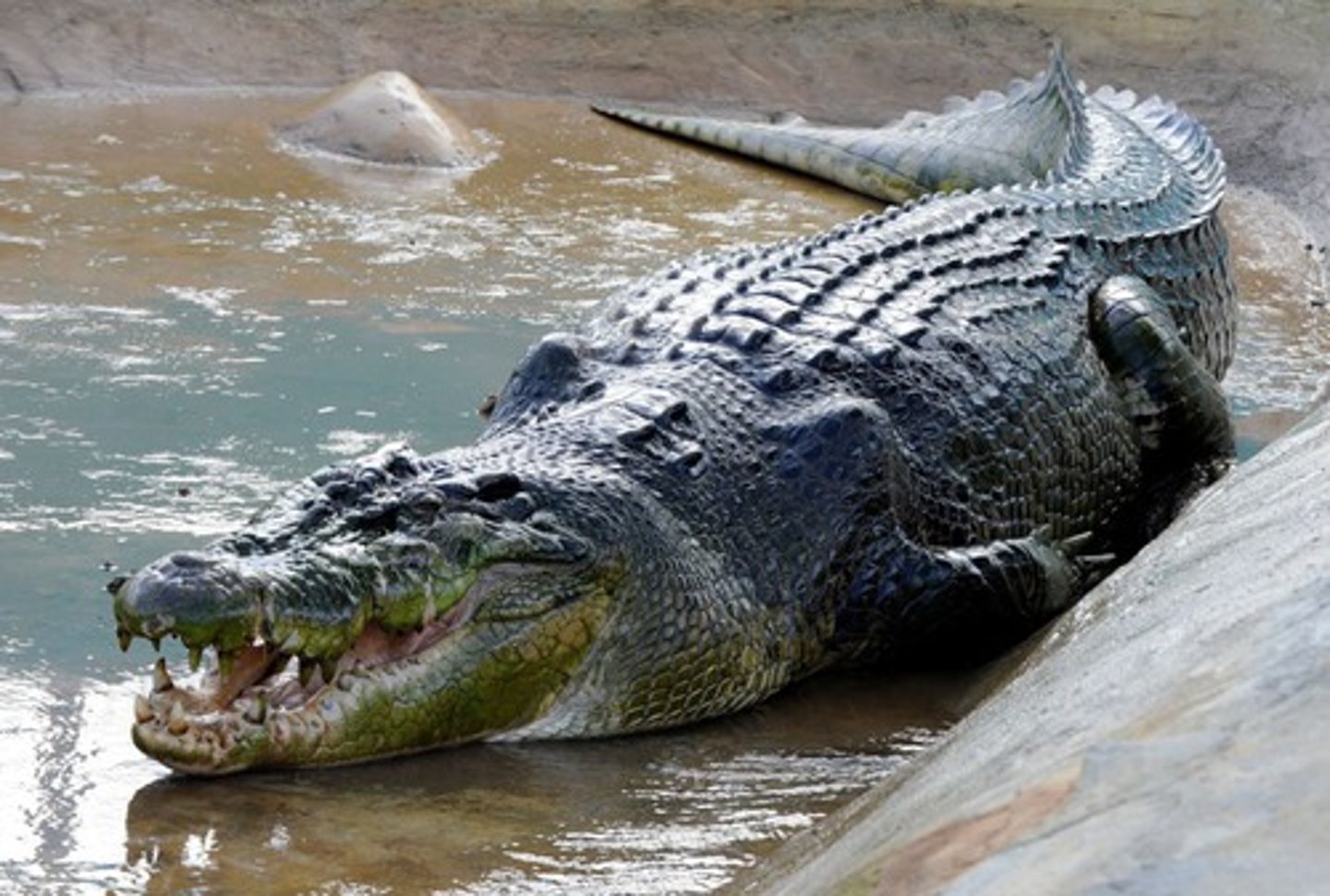 <p>crocodile</p>