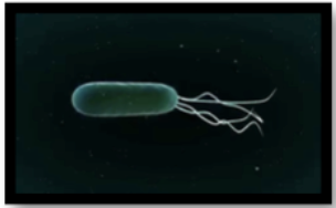 <p><span style="background-color: transparent;"><strong><span>Describe each arrangement of flagella: Lohotrichous: </span></strong></span></p>