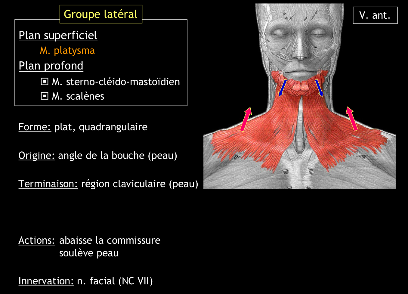 <p>Par le nerf facial.</p>