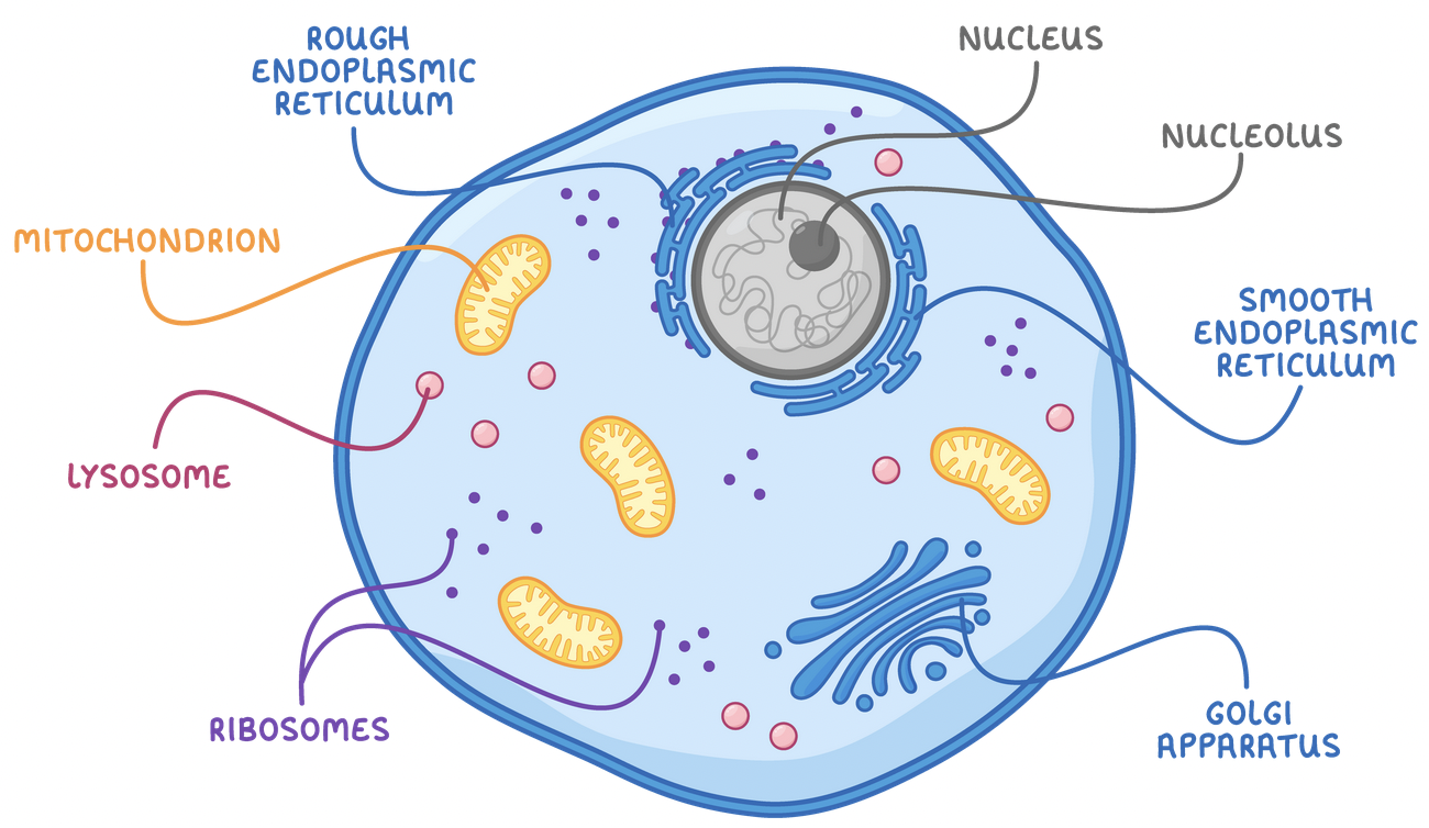 <p>Within a Eukaryotic cell, where does <strong>Transcription</strong> occur?</p>