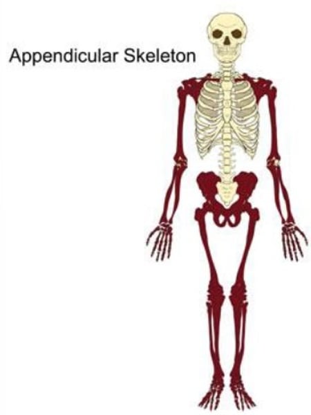 <p>126 bones.</p><p>-It consists of the shoulder or pectoral girdle, arms, hands, pelvic girdle, legs, & feet.</p>