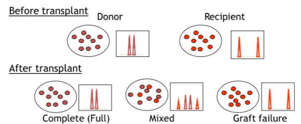 <ul><li><p><span>Forensic paternity</span></p></li><li><p><span>Chimerism</span></p><ul><li><p><span>Allogenic bone marrow transplants are monitored using STR</span></p></li><li><p>two parts of chimerism testing: pretransplant informative analysis and post-transplant engraftment analysis</p></li></ul></li></ul><p></p>