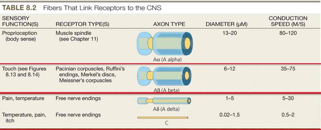 <ul><li><p>Somatosensory receptors (touch, temperature, pain) activated</p></li><li><p>From receptors in body below head, axons enter CNS via spinal nerves (dorsal root ganglia)</p></li><li><p>From face &amp; head, via cranial nerves (mostly trigeminal nerve)</p></li><li><p>Route in CNS depends on type of info carried: dorsal column (touch) &amp; spinothalamic (pain, temperature)</p></li><li><p>Both pathways send axons to: ventral posterior thalamus→primary somatosensory cortex</p></li></ul>