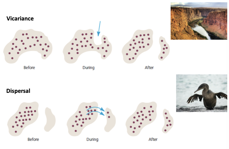 <p>Vicariance- species on one island together and then island splits into 2, dividing population (canyon split by river)</p><p>Dispersal- separate and all species are on on island, then part of the species moves to other island and split in half</p>