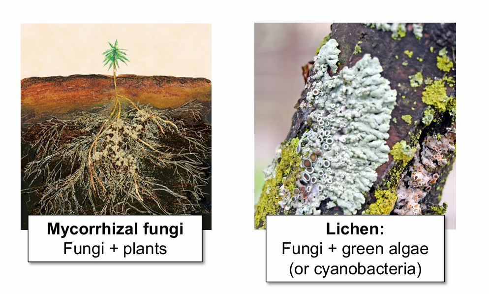<p>exchange benefits with another living organism in a mutually beneficial or symbiotic association</p>