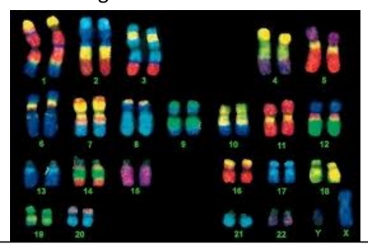 <p>a process fluorescently labels DNA probes that stick to specific regions of the chromosome.<br>A computer picks up the emissions and creates a colored image.</p>
