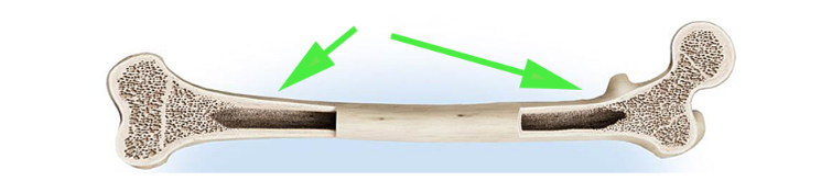 <p>What is the shaft of a long bone called, indicated by the green arrows?</p>