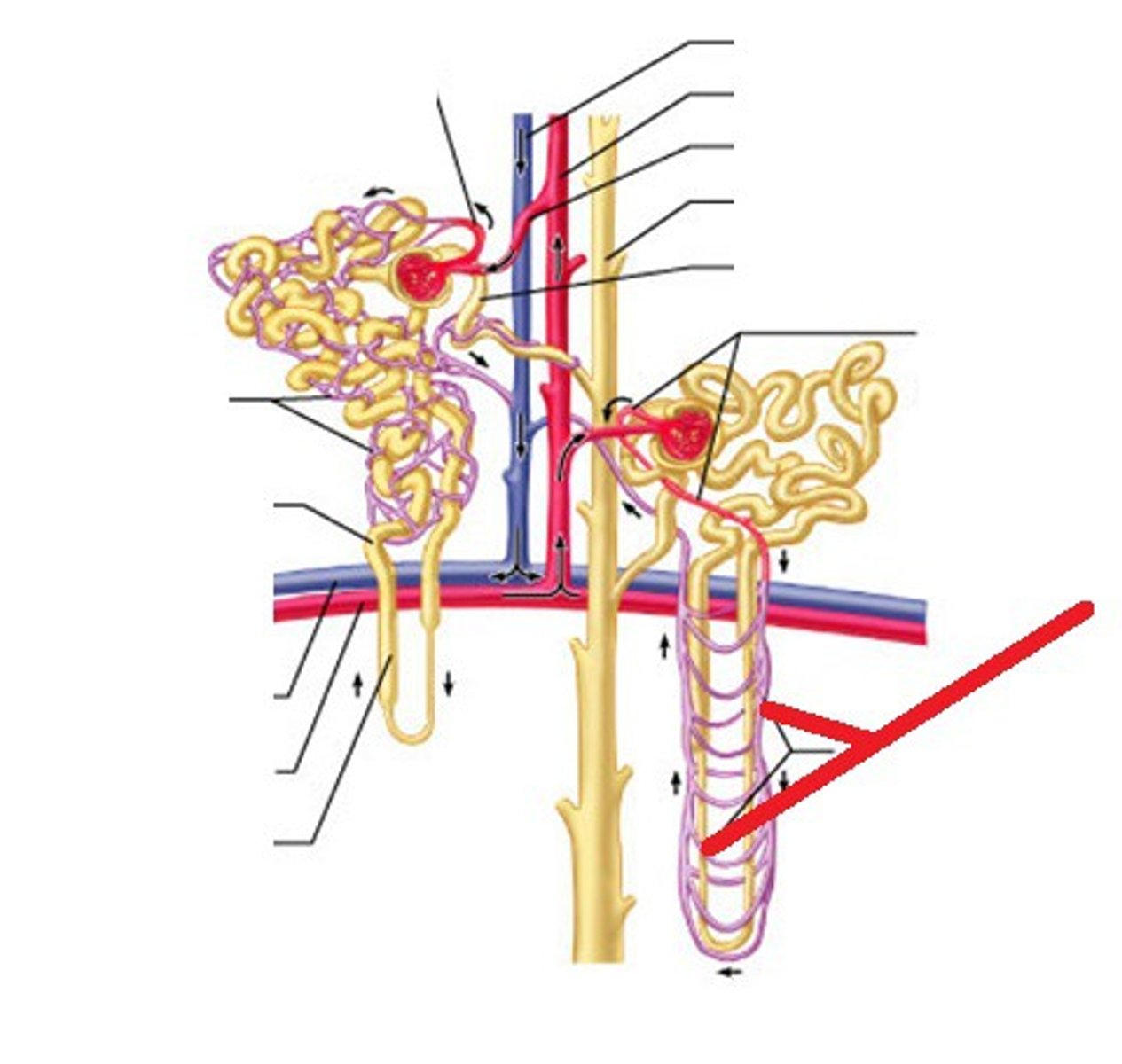 <p>__________ is the extension of the peritubular capillaries that extends around the loop of Henle and recovers reabsorbed substances and secretes some other substances into the nephron.</p>