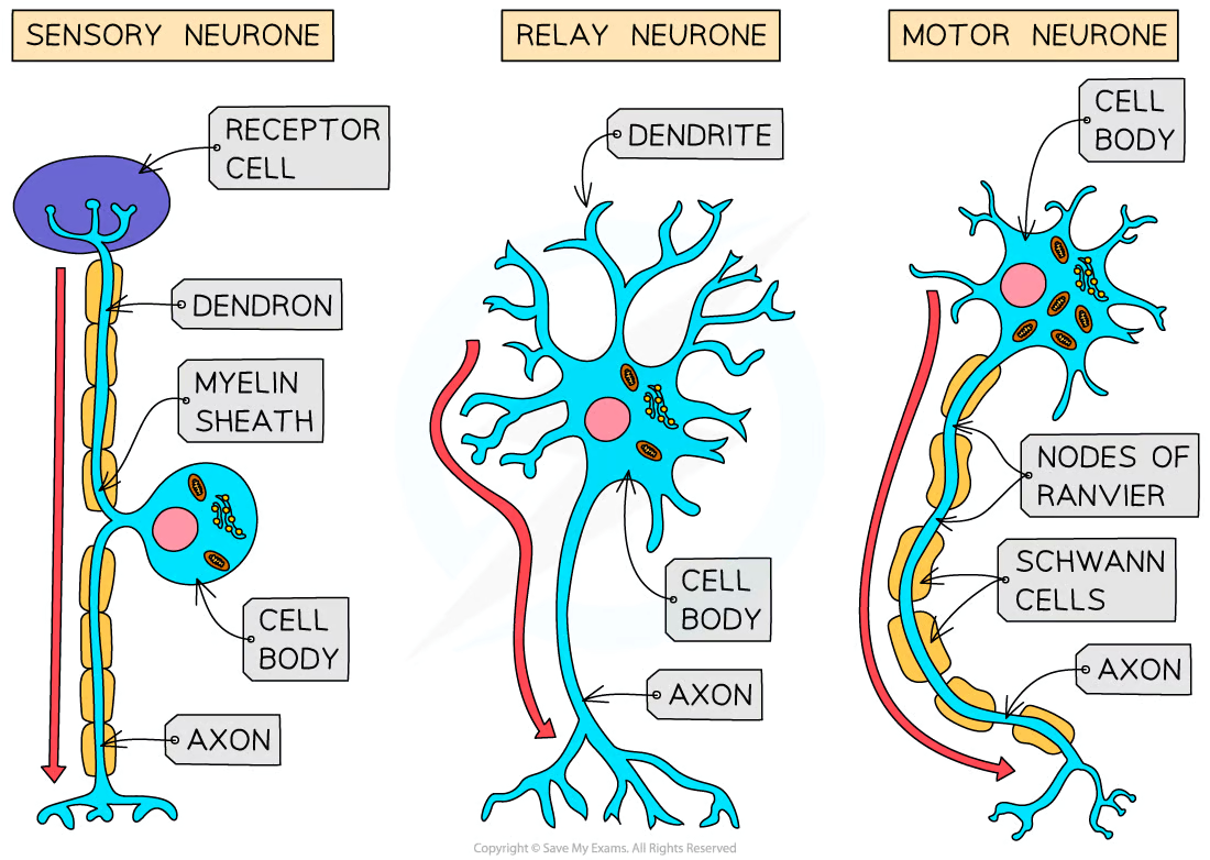 <p><strong>Motor</strong><span style="color: var(--bs-body-color)">&nbsp;</span><strong>neurones</strong> carry impulses from the<span style="color: var(--bs-body-color)">&nbsp;</span><strong>CNS</strong><span style="color: var(--bs-body-color)">&nbsp;</span>to<span style="color: var(--bs-body-color)">&nbsp;</span><strong>effector&nbsp;</strong>muscles or glands</p><p>A large<span style="color: var(--bs-body-color)">&nbsp;</span><strong>cell body at one end</strong><span style="color: var(--bs-body-color)">&nbsp;</span>that lies within the spinal cord or brain</p><p>Many highly-branched<strong> dendrites</strong> extending from the cell body, providing many connections with the axon terminals of other neurones</p>