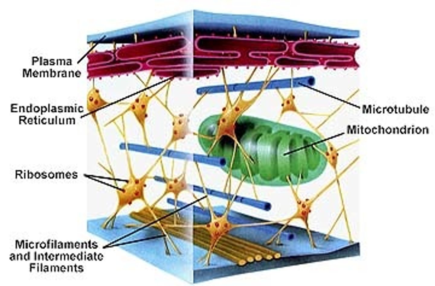 <p>Provides structure to the cell and helps maintain its shape</p><p>Provides a conduit of transport of materials around the cell</p><p>Composed of:</p><p>Microfilaments</p><p>Microtubules</p><p>Intermediate Filaments</p>