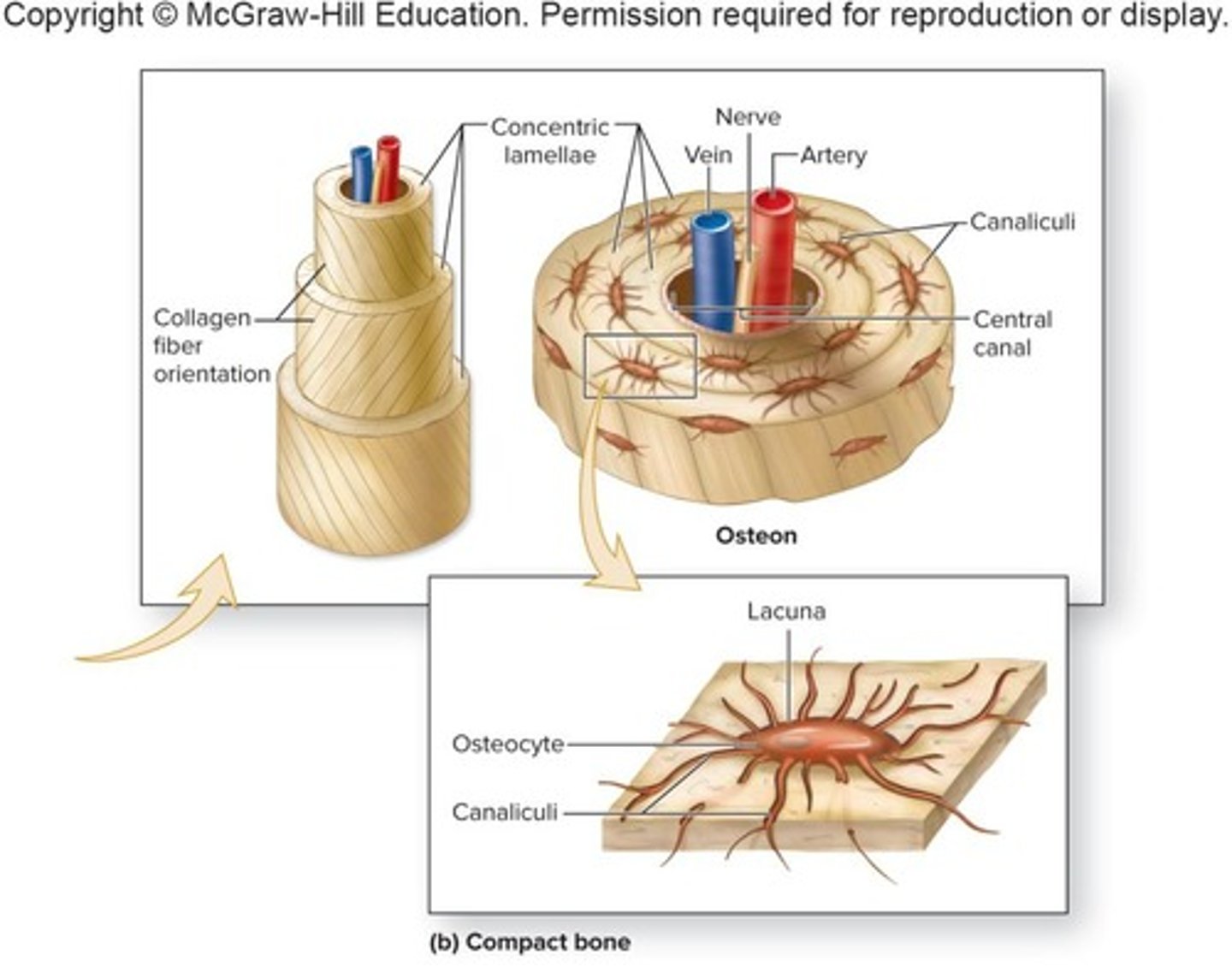 <p>Mature bone cells that maintain metabolism and are housed in lacunae between lamellae, like a sensory organ (squeeze when pressure) and maintain the boney matrix (through their secretions0</p>