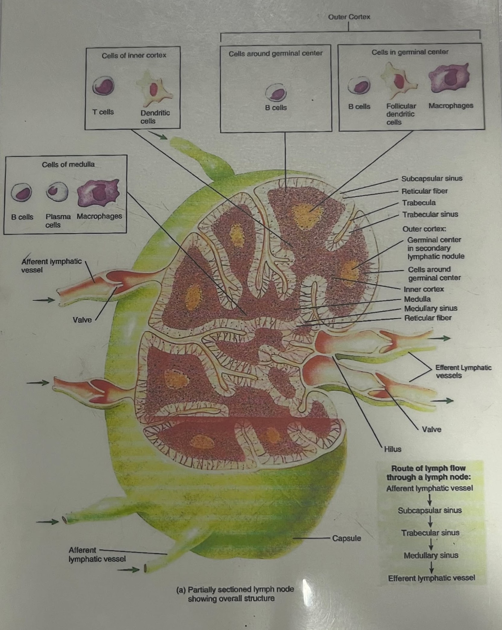 term image
