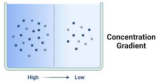 <p>A concentration () is the difference in the concentration of a substance between two regions; this difference causes particles to naturally move from an area of high concentration to an area of low concentration until equilibrium is ()</p>