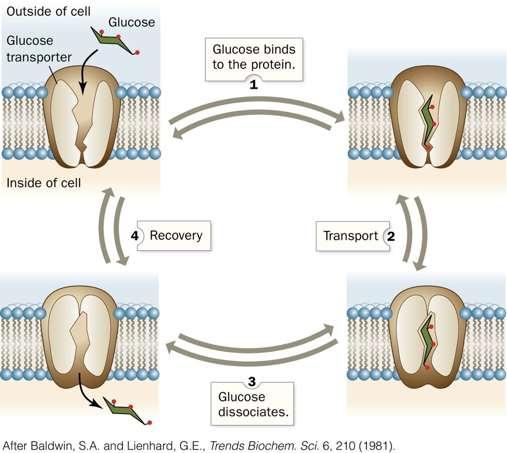 <ul><li><p>Glucose can passively diffuse at a slow rate across the membrane unless phosphorylated (via glycolysis)</p></li><li><p>The rate of diffusion can be accelerated if glucose crosses the membrane through a special transporter, such as GLUT1.</p></li><li><p>GLUT1 facilitates glucose transport across the plasma membrane of mammalian cells.</p></li></ul><ol><li><p>Glucose transporter opening appears on the extracellular side of the cell</p></li><li><p>Glucose binds to GLUT1 outside of the cell → changes conformation of the transporter</p></li><li><p>Glucose transporter opening appears on the intracellular side </p></li><li><p>The bound glucose molecule is released inside the cell.</p></li></ol>