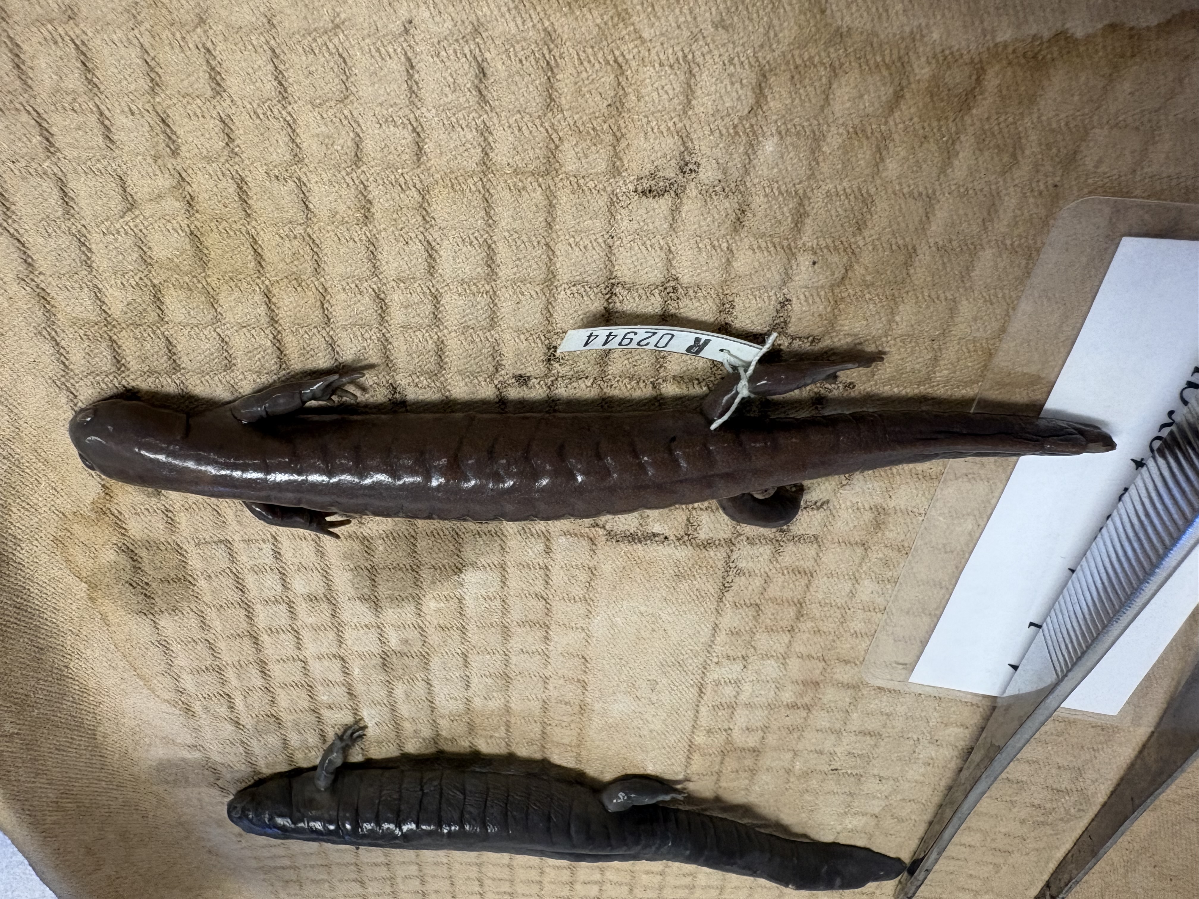 <p>Dagger-like teeth, western KY, eggs in clusters in ponds</p>