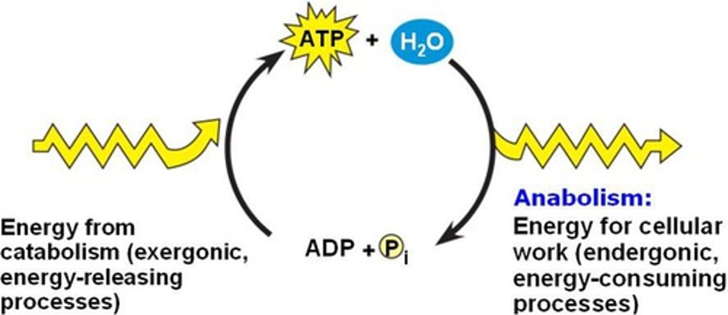 <p>Exergonic process coupled with active transport releases energy by breaking phosphate group off.</p>