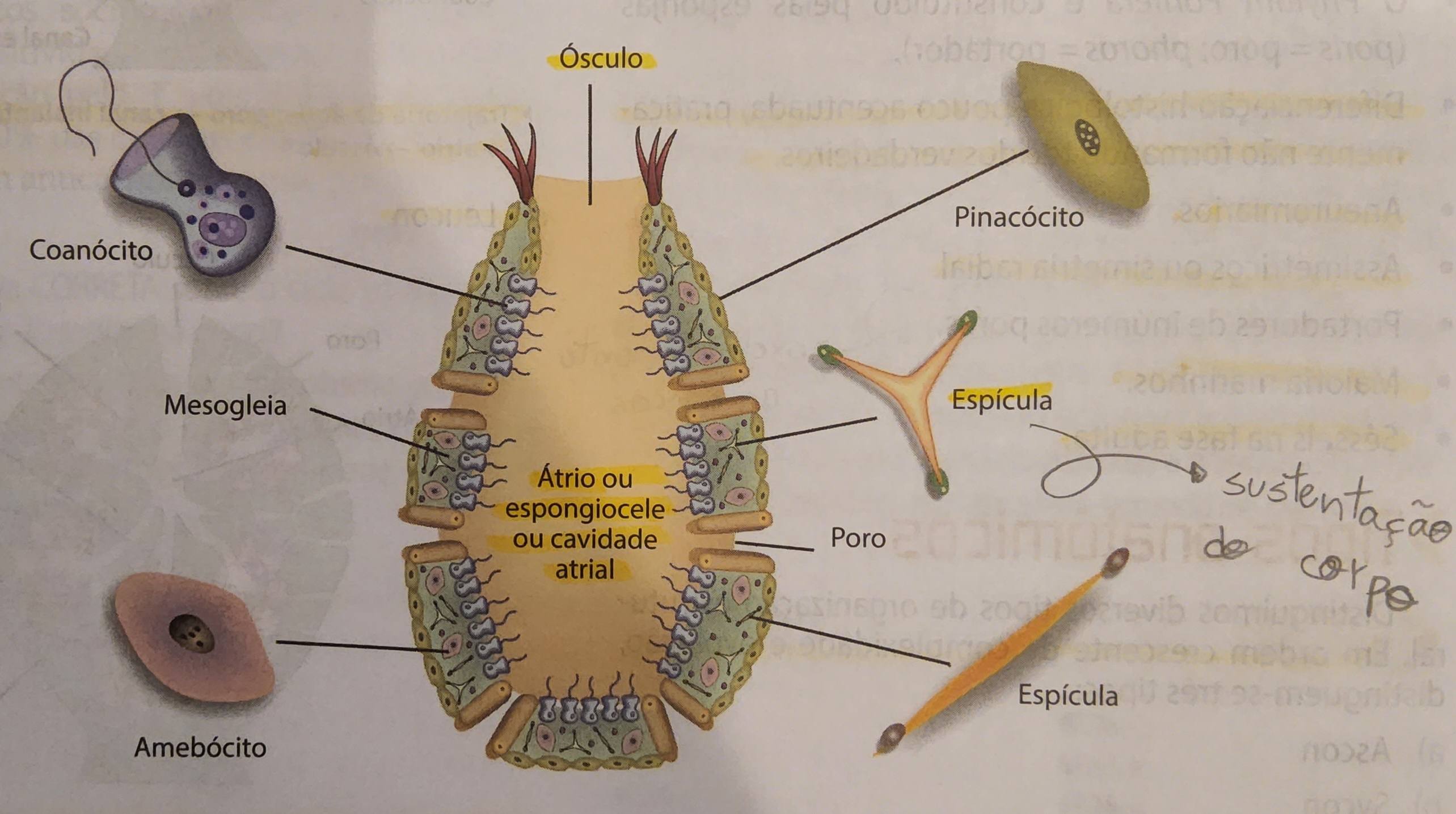 <ul><li><p>ósculo</p></li><li><p>átrio</p></li><li><p>espícula - sustentação</p></li><li><p>pinacócitos - células de revestimento</p></li><li><p>mesogleia - camada gelatinosa que preenche a esponja</p></li><li><p>amebócitos - células que englobam substâncias nutritivas por pseudópodes</p></li><li><p><strong>coanócitos -</strong> captam, englobam e digerem as substâncias nutritivas (digestão intracelular)</p></li></ul>