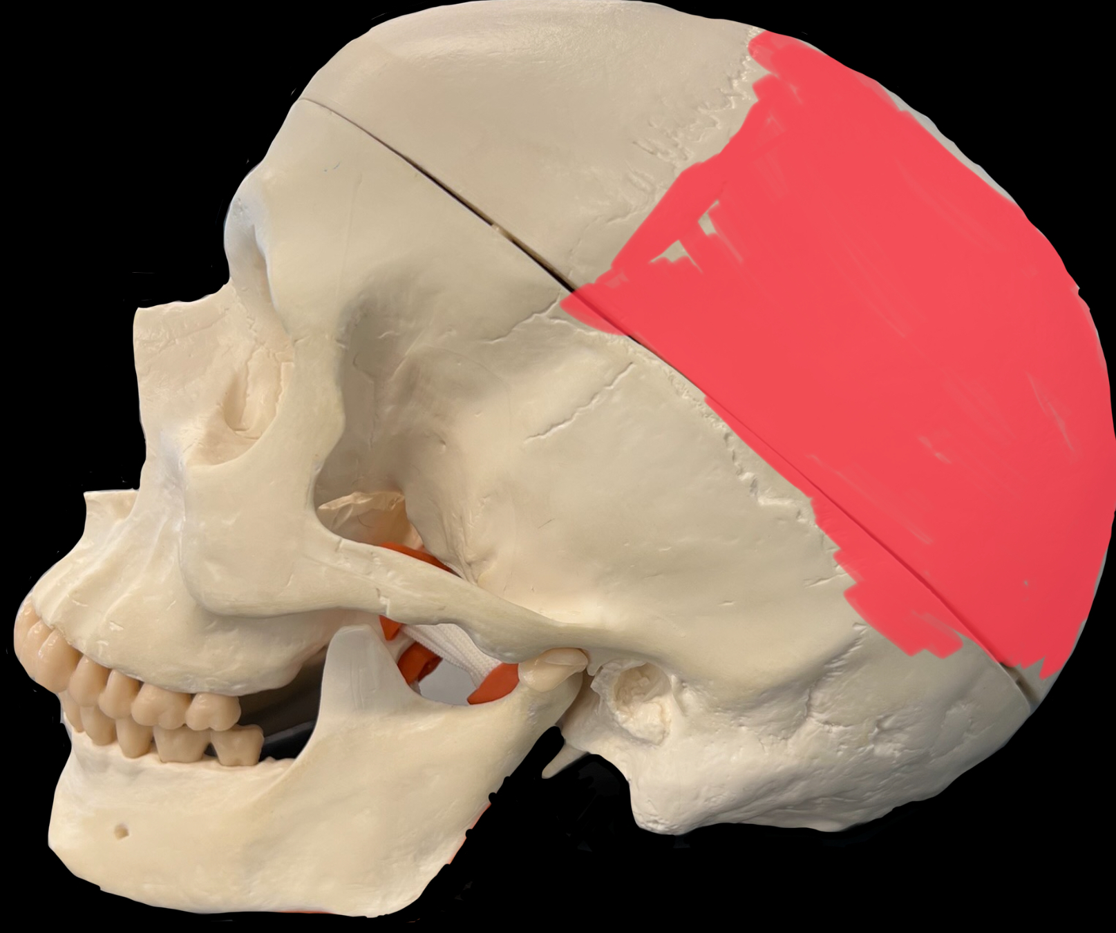 What is highlighted in red?