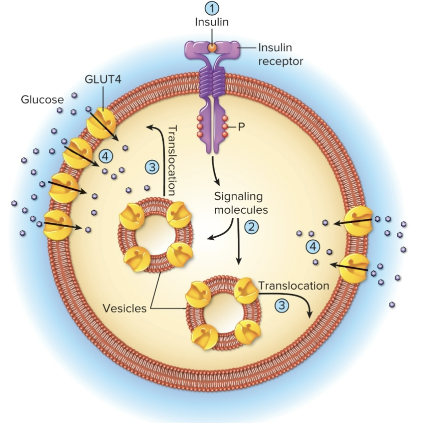 <p>Action of Insulin</p>