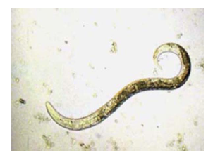 <p>What does this image show?</p>