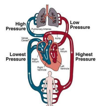<ul><li><p>Pulmonary arterioles constrict when PO₂ is low and dilate when PO₂ is high</p></li><li><p>This response is opposite to that of systemic circulation</p></li><li><p>The purpose is to match ventilation to perfusion:</p><ul><li><p>Blood flow is reduced in areas with low ventilation (low PO₂)</p></li><li><p>Blood flow is increased in well-ventilated alveoli</p></li></ul></li></ul><p></p>
