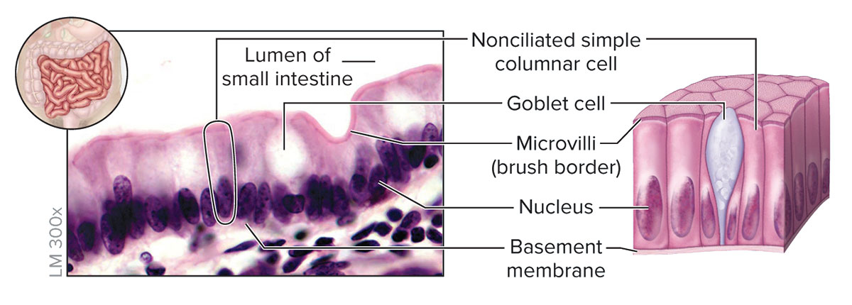<p><strong>Structure</strong></p><p>Single layer of cells taller than they are wide; oval-shaped nucleus oriented lengthwise in basal region of cell; apical regions of cell may have microvilli; may contain goblet cells that secrete mucin</p><p><strong>Function</strong></p><p>Absorption and secretion; secretion of mucin</p><p><strong>Location</strong></p><p>Inner lining of most digestive tract (stomach, small intestine, and large intestine)</p>