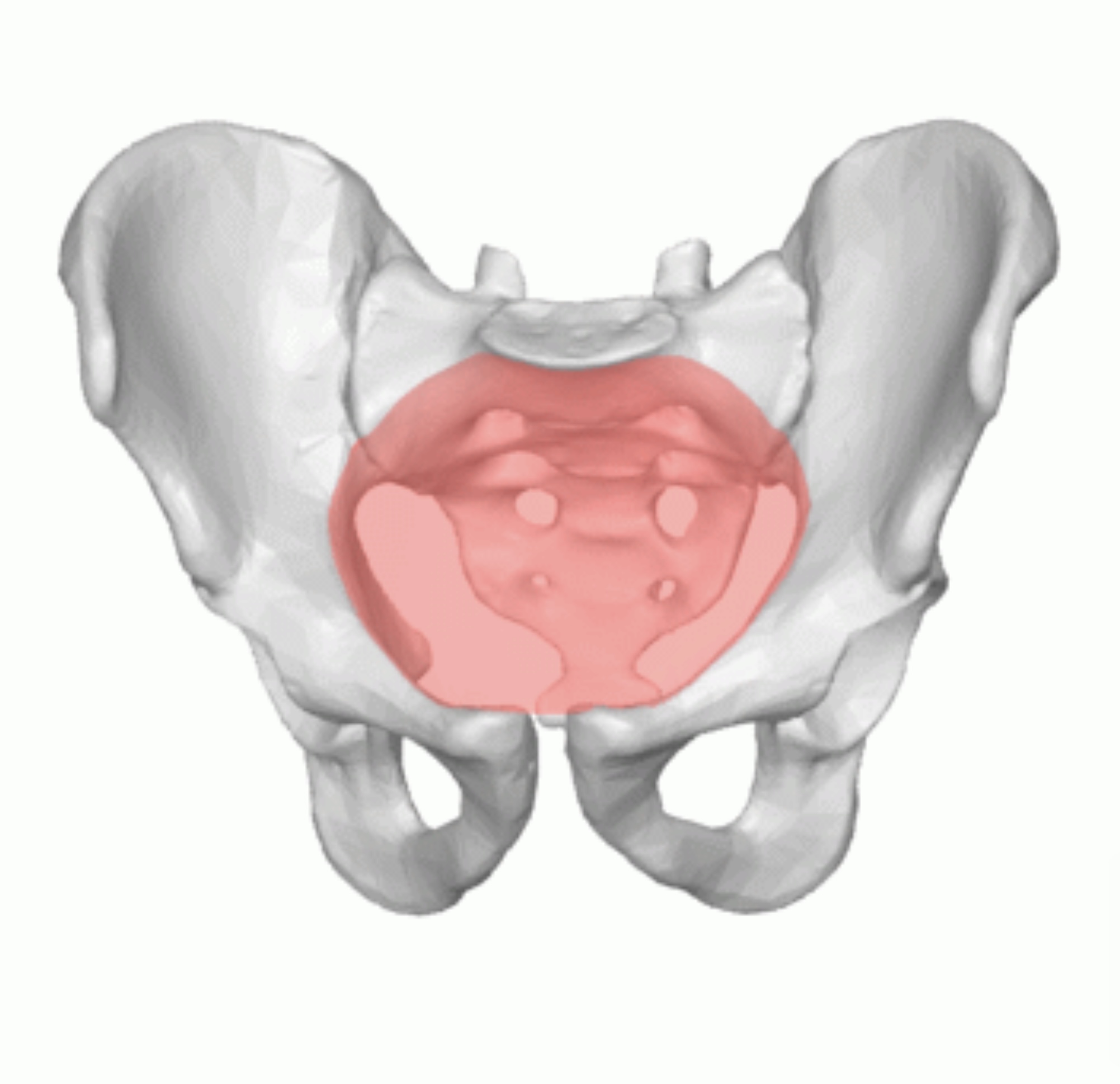 <p>The superior view of the Pelvis is called</p>