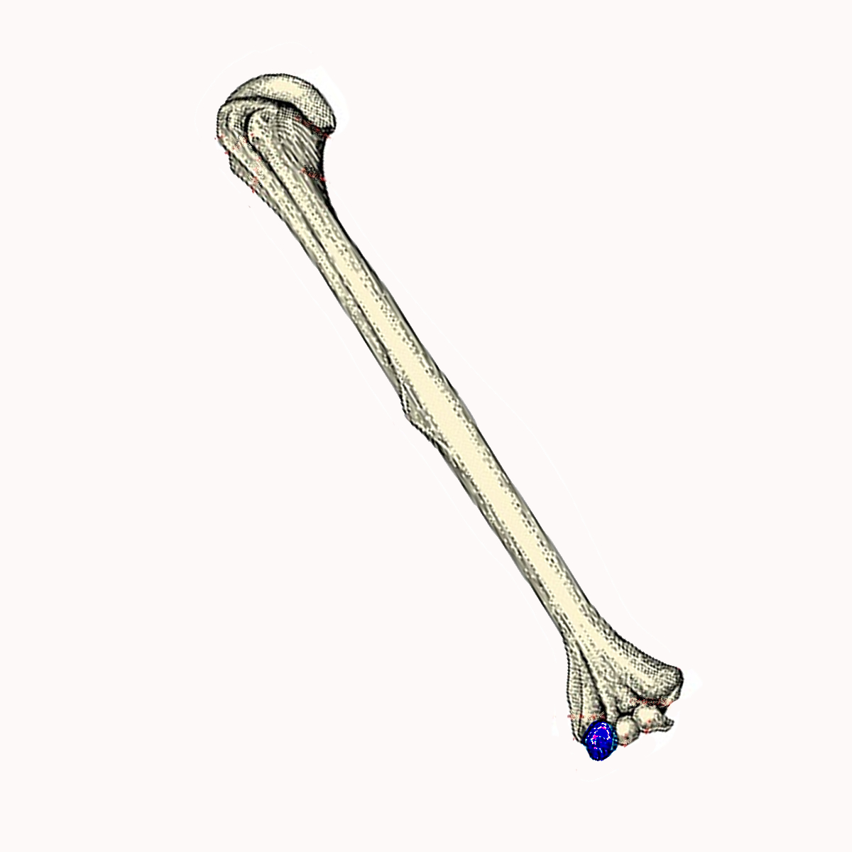 <p>Name the highlighted portion of the humerus</p>