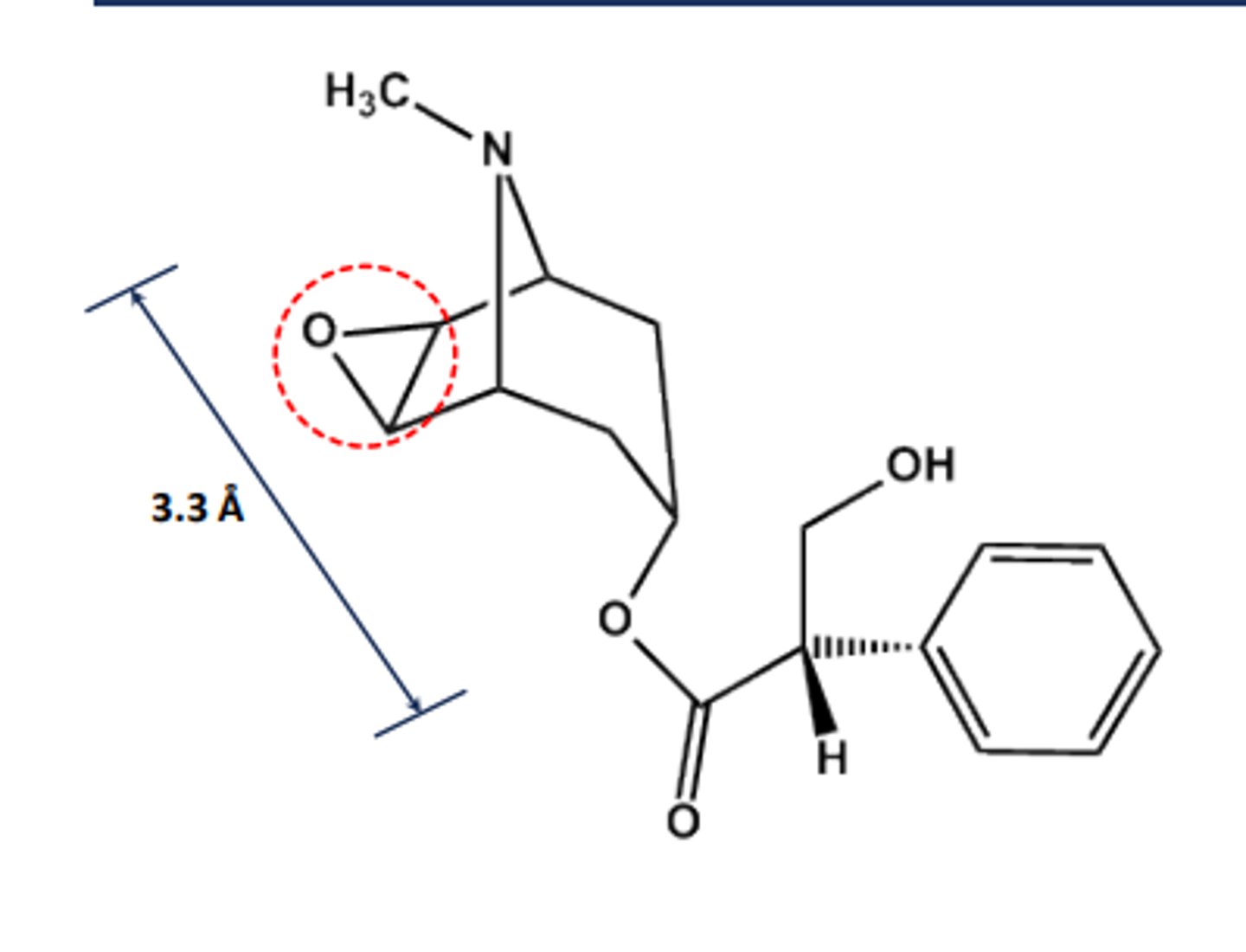<p>- Chiral in its natural state</p><p>- Another Atropa Belladonna alkaloid</p><p>- LogP = 1.7; pKa = 7.6</p><p>- Long-acting systemic effects</p><p>- Uses: motion sickness</p>