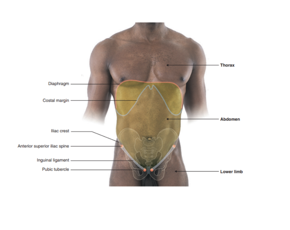 <ul><li><p>Specific landmarks to recognize regions on surface — easily palpable</p><ul><li><p>Above — costal margin</p></li><li><p>Below — pubic tubercle, anterior superior iliac spine, &amp; iliac crest </p></li><li><p>Line between anterior superior iliac spine &amp; pubic tubercle — inguinal ligament</p><ul><li><p>Separates anterior abdominal wall above from thigh of lower limb below </p></li></ul></li><li><p>Iliac crest separates posterolateral abdominal wall from gluteal region of the lower limb </p><ul><li><p>Upper part of abdominal cavity projects above costal margin to the diaphragm — thus abdominal viscera in this region are protected by thoracic wall</p></li></ul></li><li><p>Level of diaphragm varies during breathing cycle —</p><ul><li><p>Right dome of diaphragm can reach as high as fourth costal cartilage during orced expiration </p></li></ul></li></ul></li></ul>