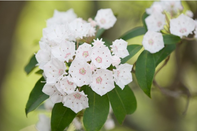 <p>Mountain Laurel</p>