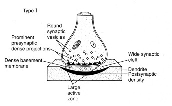 <ul><li><p>Asymmetrical structure</p><ul><li><p>Round vesicles</p></li><li><p class="MsoNormal">Large active zone – dense in protein and release machinery</p></li><li><p class="MsoNormal">Prominent and dense ECM between the pre-synaptic and post-synaptic membrane</p></li><li><p class="MsoNormal">The postsynaptic membrane is protein-dense</p></li></ul></li><li><p class="MsoNormal"><strong>Excitatory</strong>” - associated with L-<strong>glutamatergic</strong> synapse markers</p><ul><li><p class="MsoNormal">(antibodies to L-glutamate) – label the synapses exclusively</p></li></ul></li></ul><p></p>