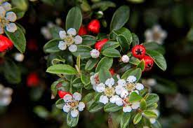 <p>red/orange fall color</p><p>red or black drupe</p><p>glossy, ovate, alternate leaf with wavy margin</p><p>can often crawl or droop over planting box</p>