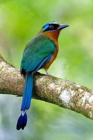 <p>● bill long, straight, compressed</p><p>● feet small and weak, syndactyl</p><p>● head often crested</p><p>● most species tropica</p>