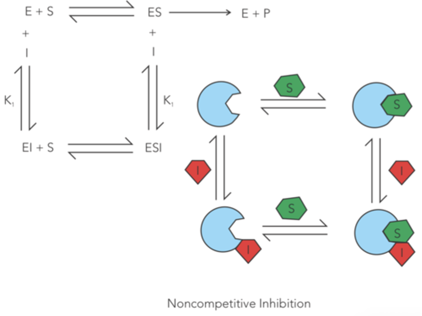 <p>reversible noncompetitive</p>