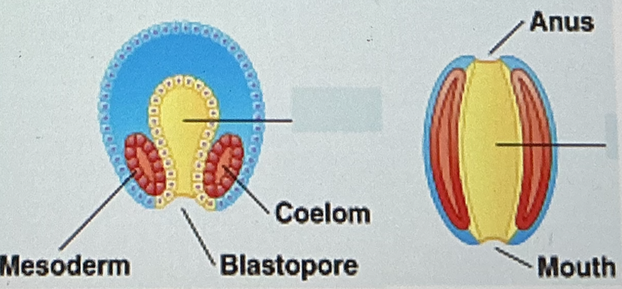 <p>As shown in the developing embryo above, the blastopore can develop into the mouth of an organism.</p><p class="p1">The fate of the blastopore is an important developmental difference between</p><ul><li><p>﻿diploblasts and triploblasts.</p></li><li><p>Lophotrochozoa and Ecdysozoa.</p></li><li><p>﻿﻿Cnidarians and Porifera.</p></li><li><p class="p1"> protostomes and deuterostomes.</p></li></ul><p></p>