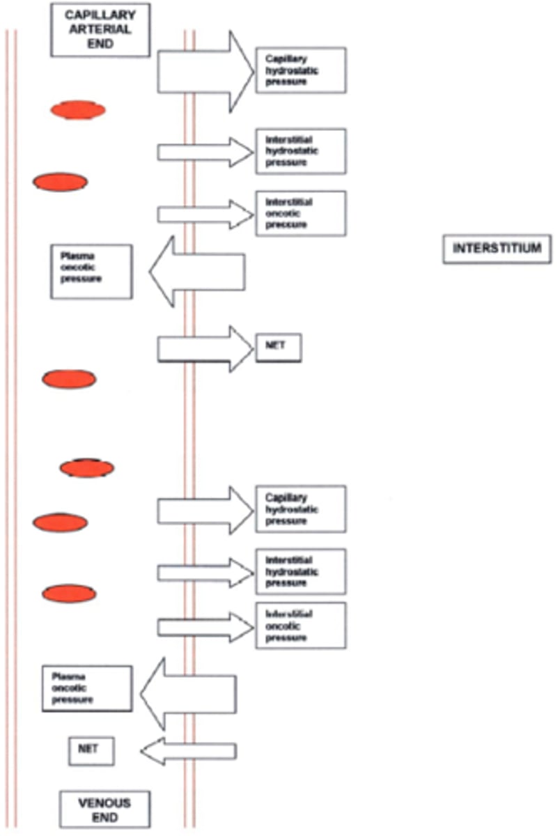 <p>the pressure created by fluid located in the interstitial spaces which helps push fluid and solutes into capillaries</p>