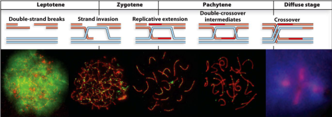 <p>Four:</p><ul><li><p>Leptotene</p></li><li><p>Zygotene</p></li><li><p>Pachytene</p></li><li><p>Diplotene diffuse stage:</p></li></ul><p></p>