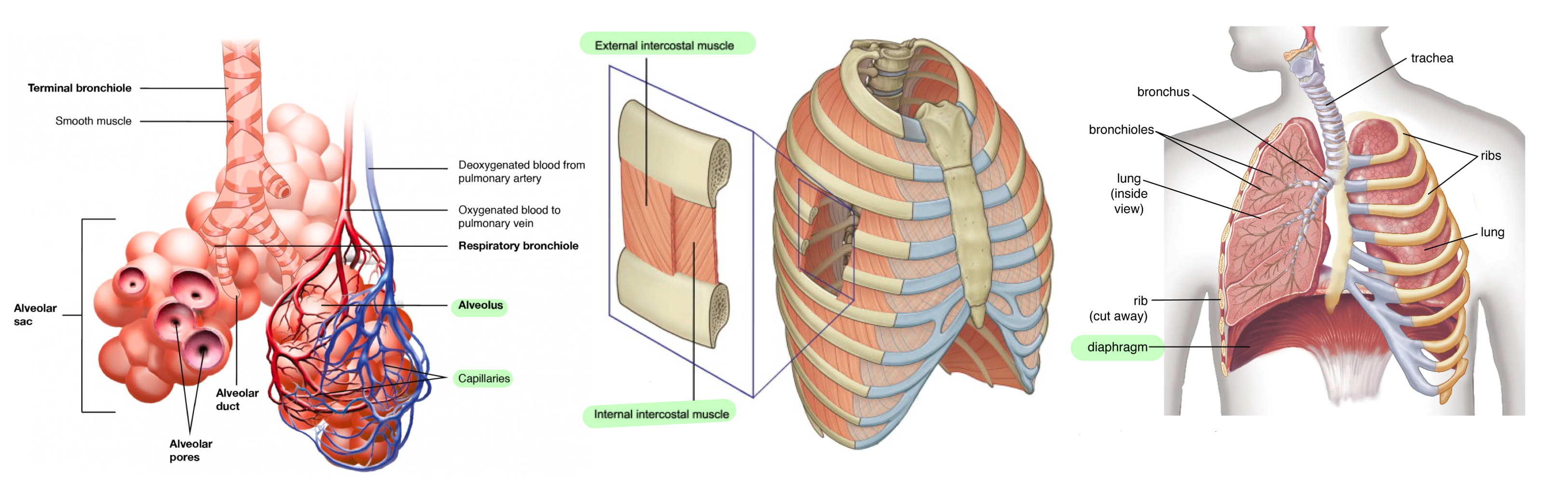 <ul><li><p>Alveoli are air sacs where gas exchange occurs with a large surface area of ~100m<sup>2</sup> in humans.</p></li><li><p>Intercostal muscles are muscles between the ribs, helping expansion and contraction of chest cavity.</p></li><li><p>The diaphragm is a muscle underneath lungs, separating chest cavity from abdomen.</p></li></ul>