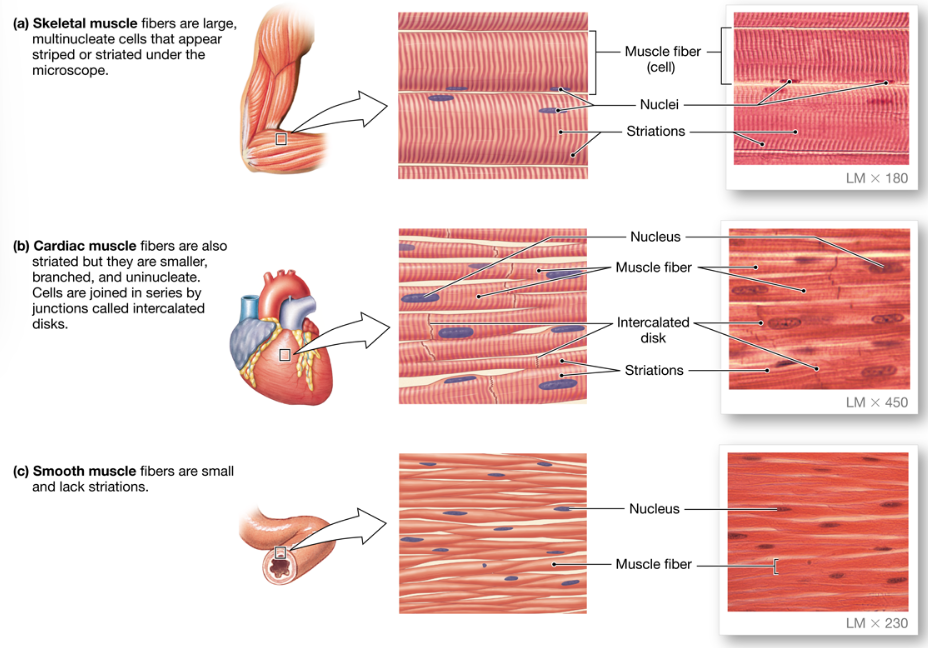 <p><u>skeletal muscle</u></p><ul><li><p>multinucleated (many cells fused together)</p></li><li><p>striated</p></li></ul><p><u>cardiac muscle</u></p><ul><li><p>single nucleated</p></li><li><p>striated</p></li><li><p>intercalated disks (connected by gap junctions)</p></li></ul><p><u>smooth muscle (stomach, bladder, blood vessels)</u></p><ul><li><p>single nucleated</p></li><li><p>not striated</p></li><li><p>sometimes gap junctions</p></li></ul>