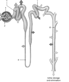<p><span>Where does nutrient reabsorption occur?</span></p>