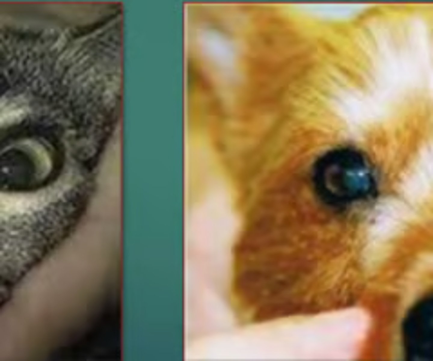 <p>ocular term for when the pupils are different sizes</p>